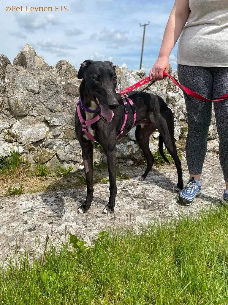 Poe adozione levrieri greyhound 1