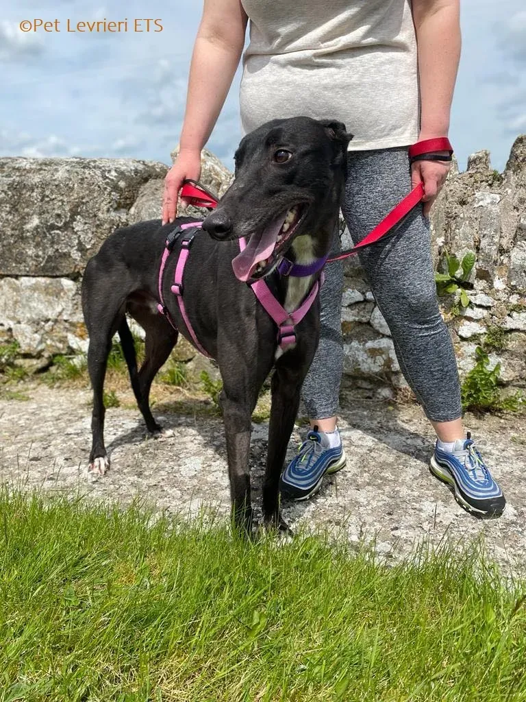 Poe adozione levrieri greyhound 10