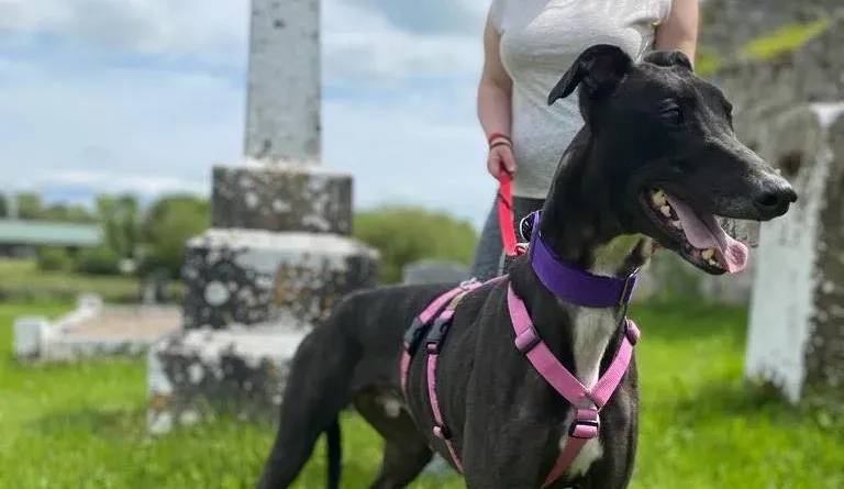 Poe adozione levrieri greyhound 11 e1684133406242