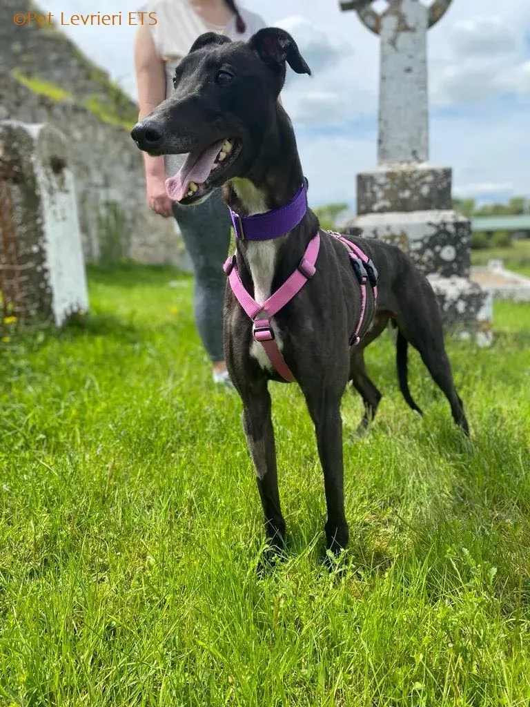 Poe adozione levrieri greyhound 12