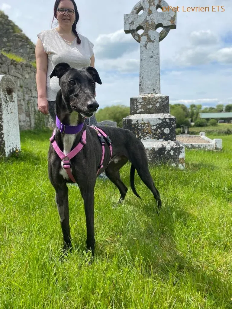 Poe adozione levrieri greyhound 13