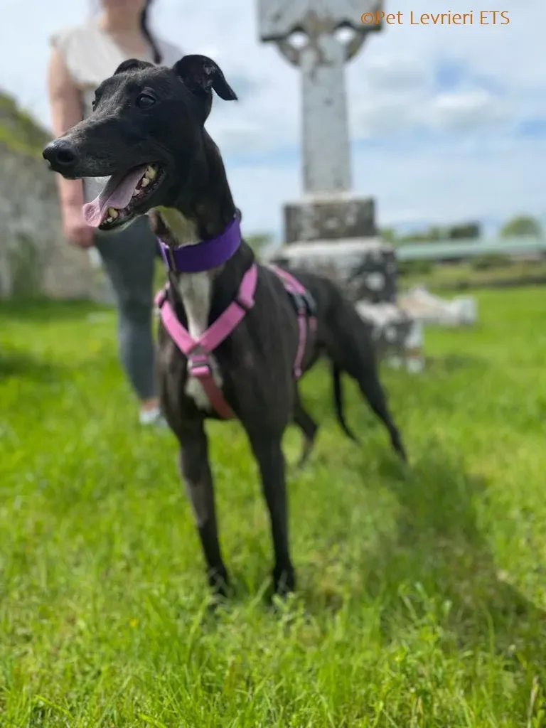 Poe adozione levrieri greyhound 14