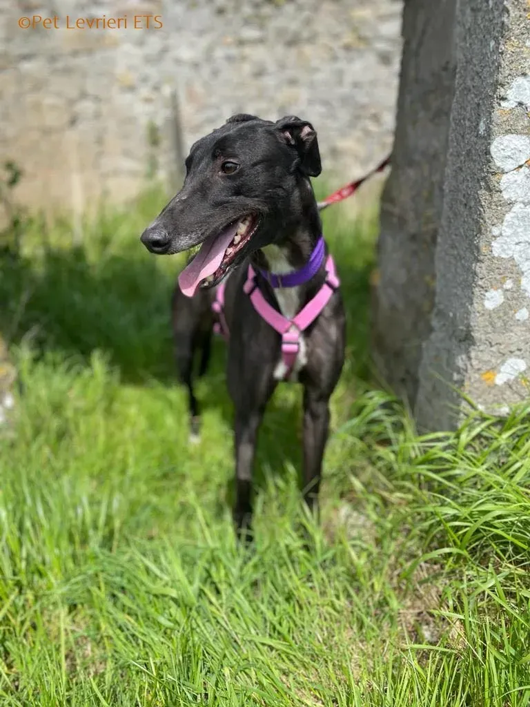 Poe adozione levrieri greyhound 15