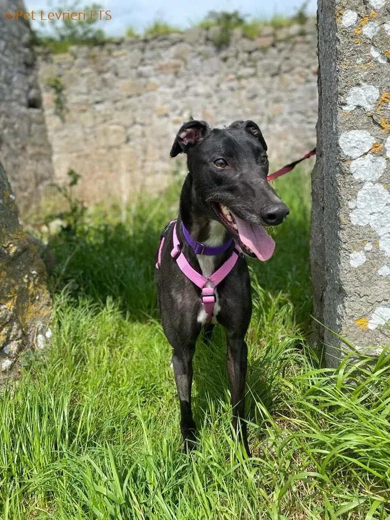 Poe adozione levrieri greyhound 16