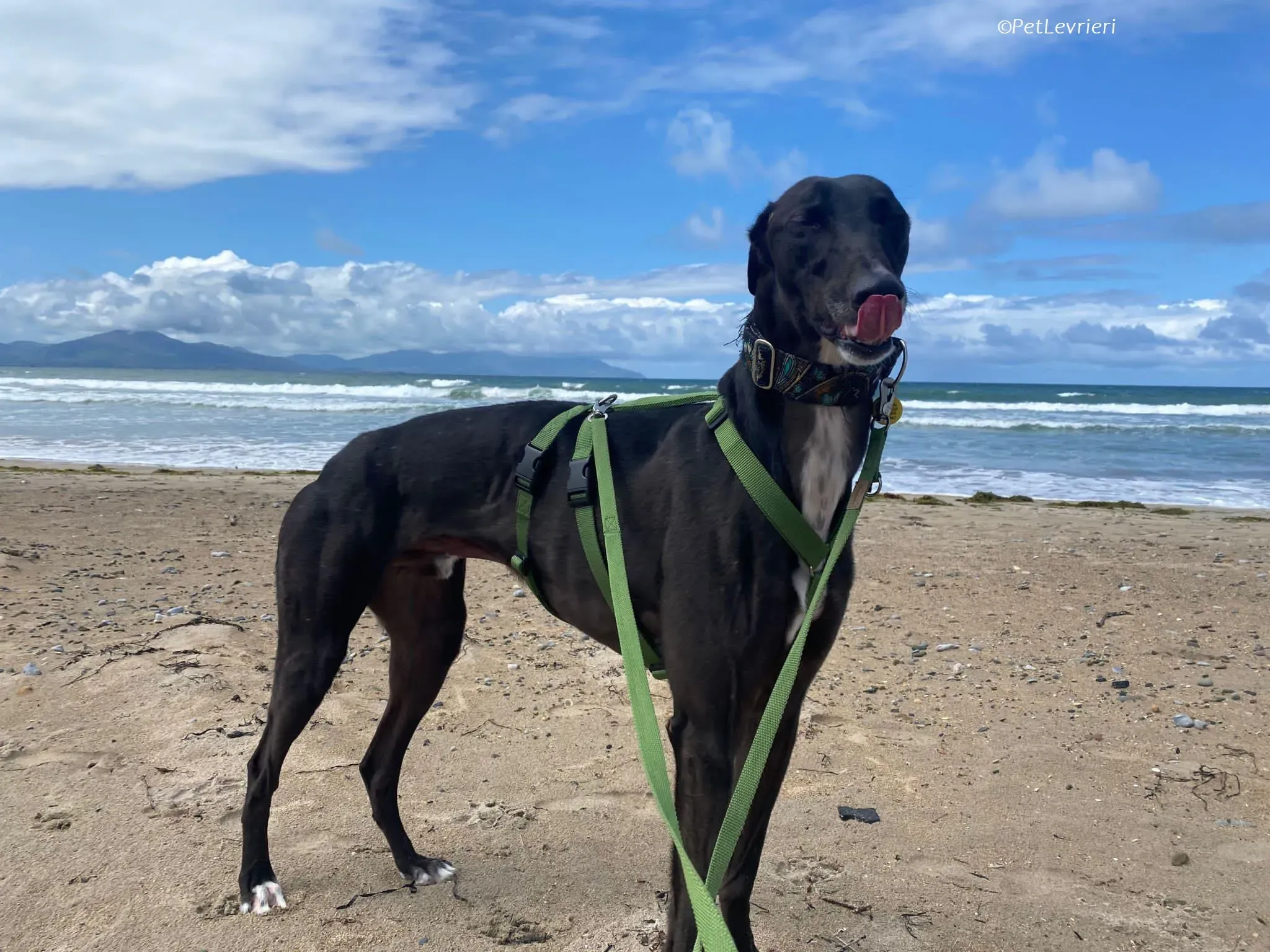 Poe adozione levrieri greyhound 17