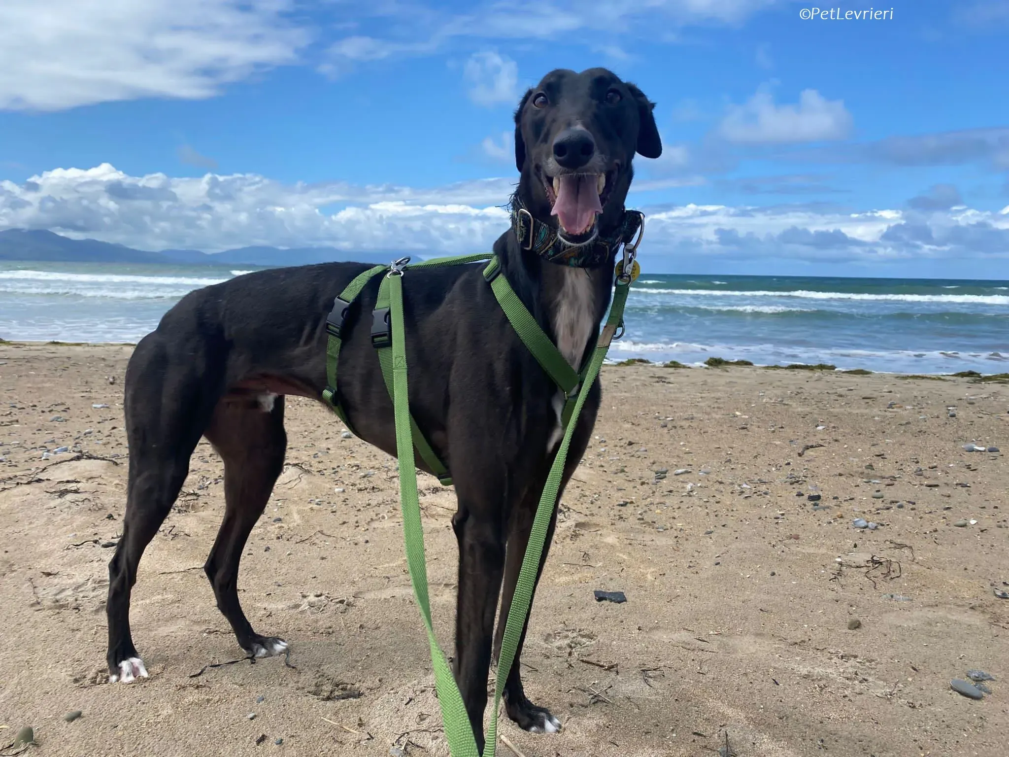 Poe adozione levrieri greyhound 18