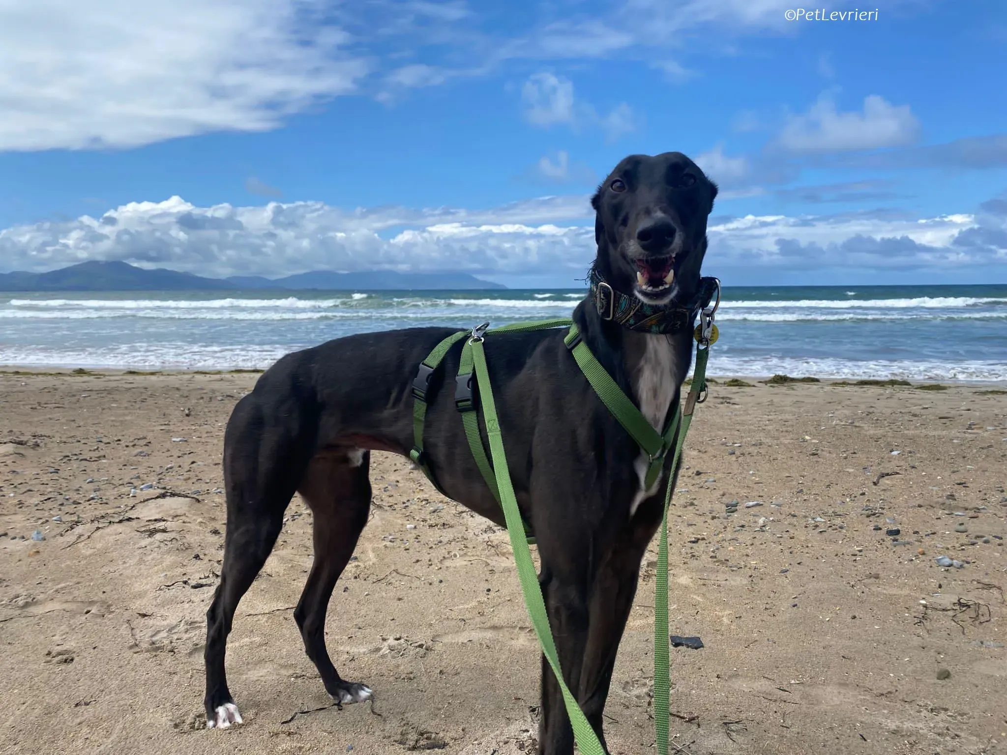 Poe adozione levrieri greyhound 19