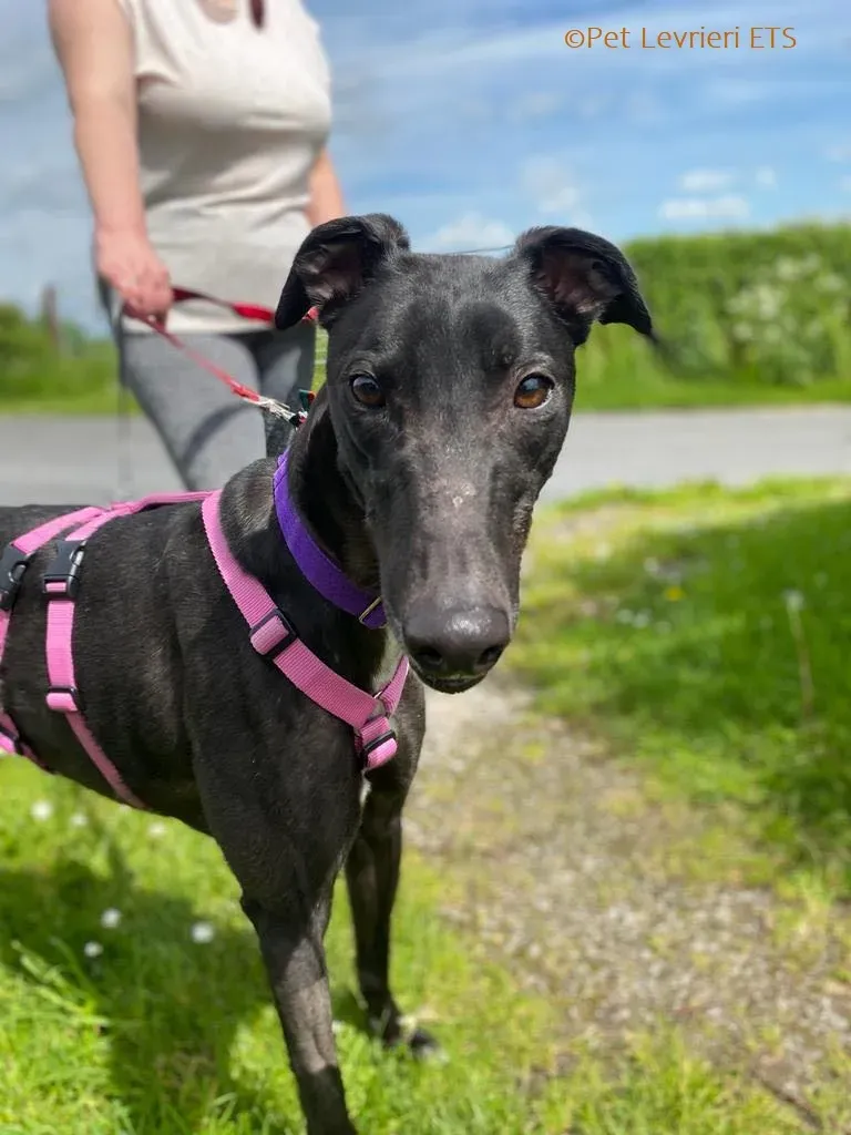 Poe adozione levrieri greyhound 2