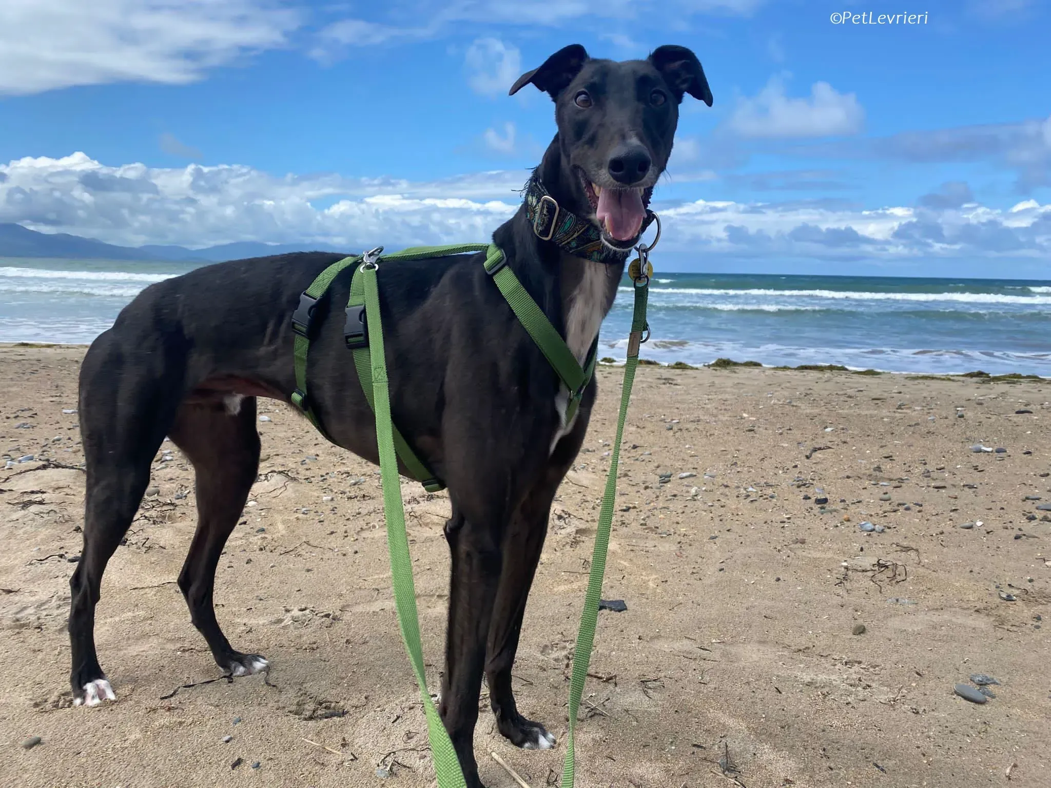 Poe adozione levrieri greyhound 20