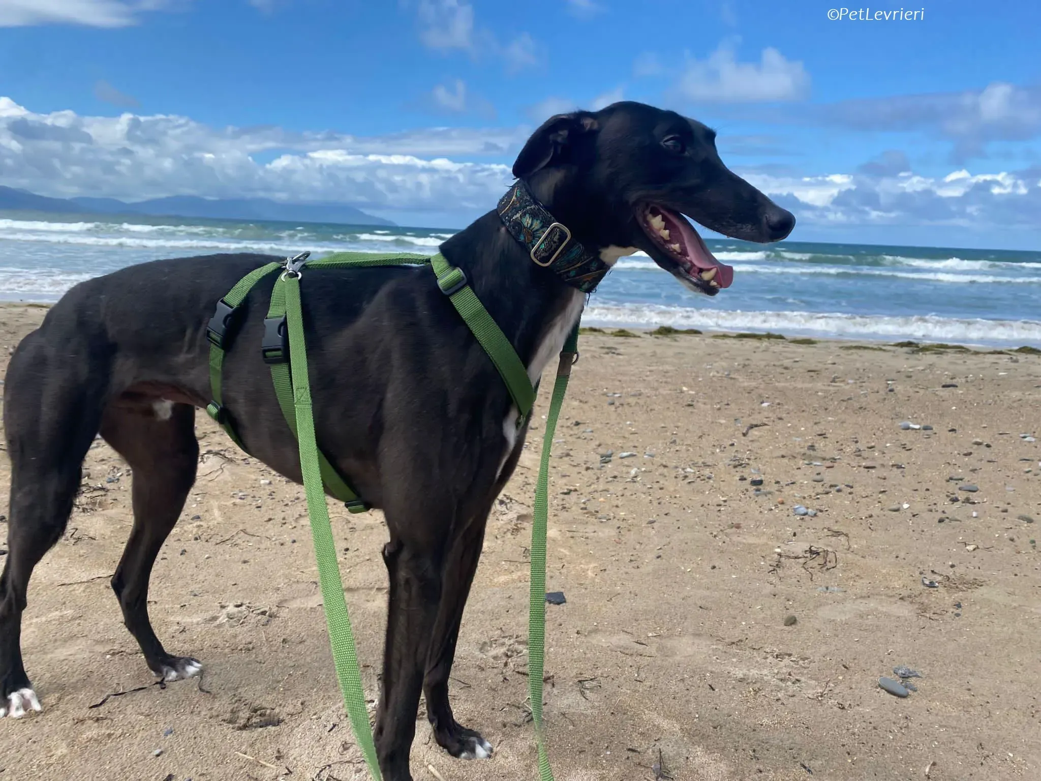 Poe adozione levrieri greyhound 21