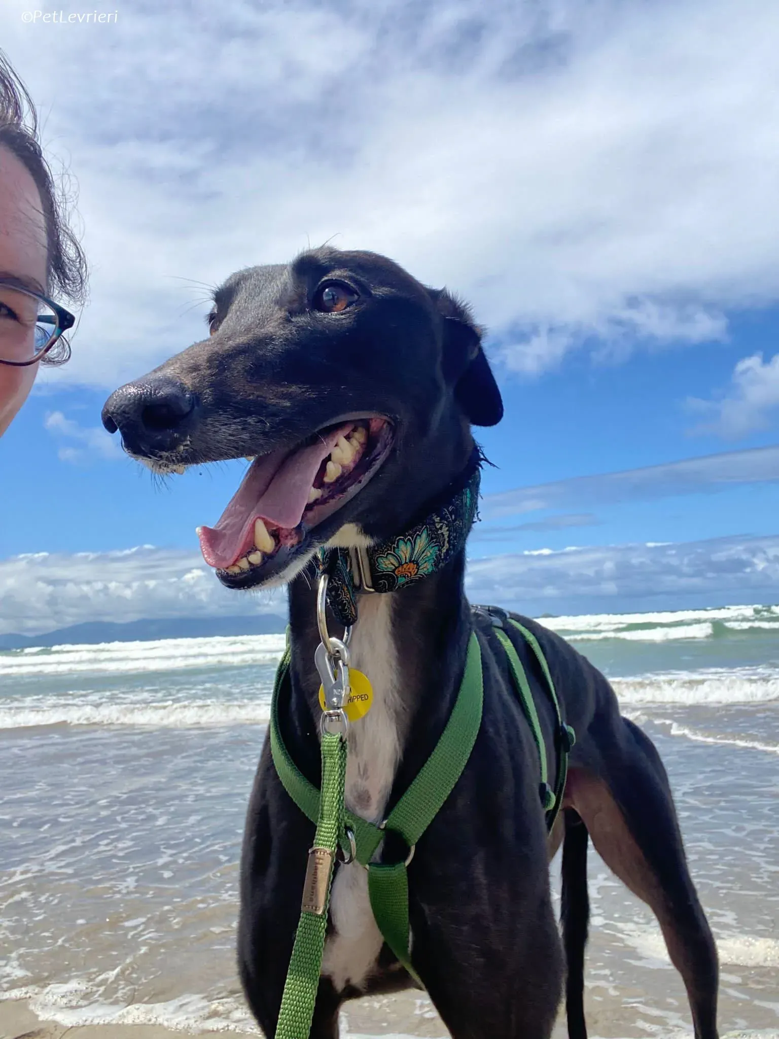 Poe adozione levrieri greyhound 22