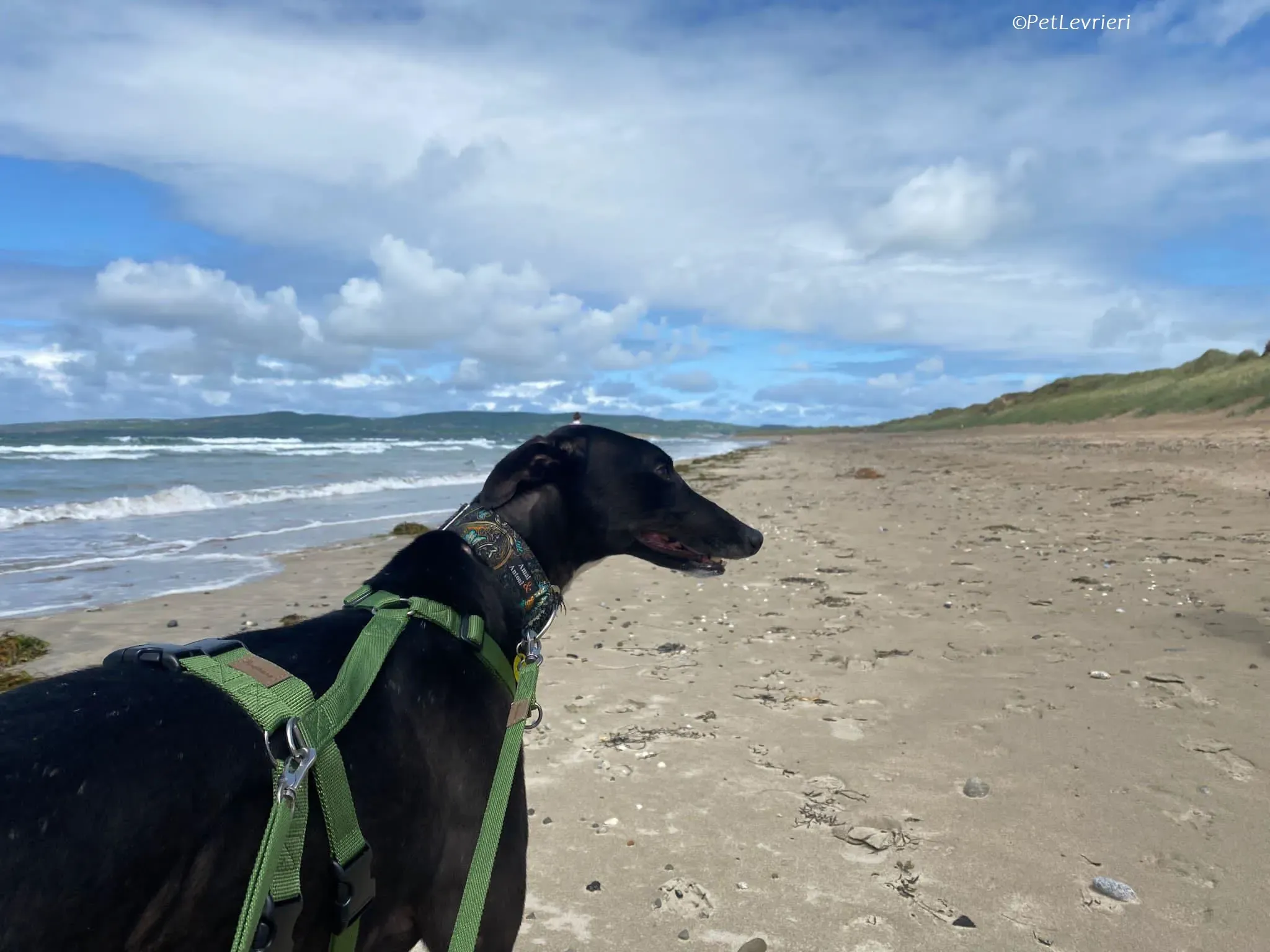 Poe adozione levrieri greyhound 23