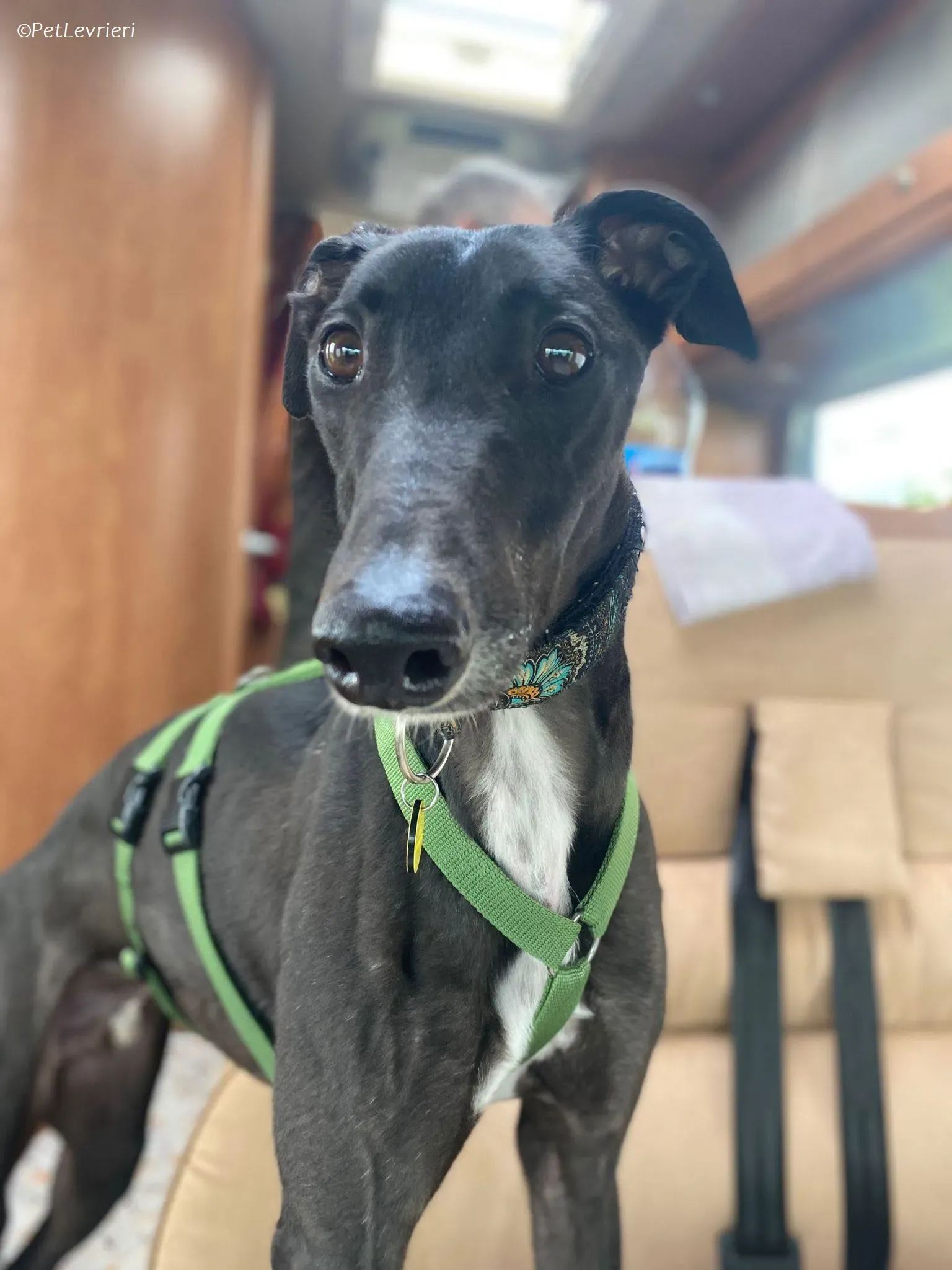 Poe adozione levrieri greyhound 24