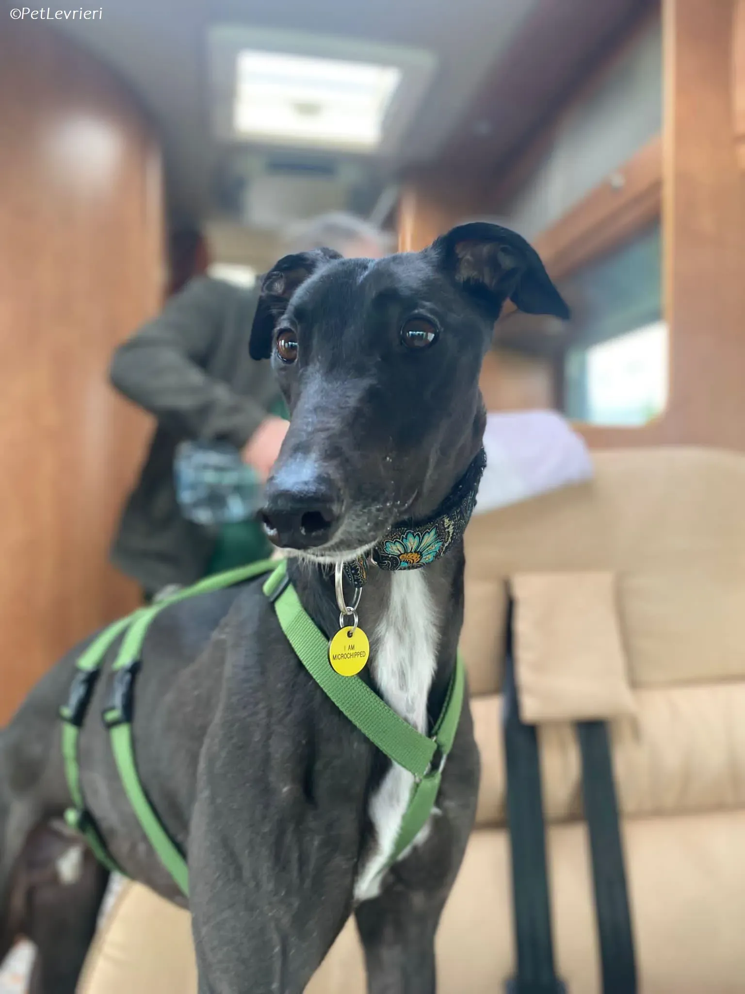 Poe adozione levrieri greyhound 25