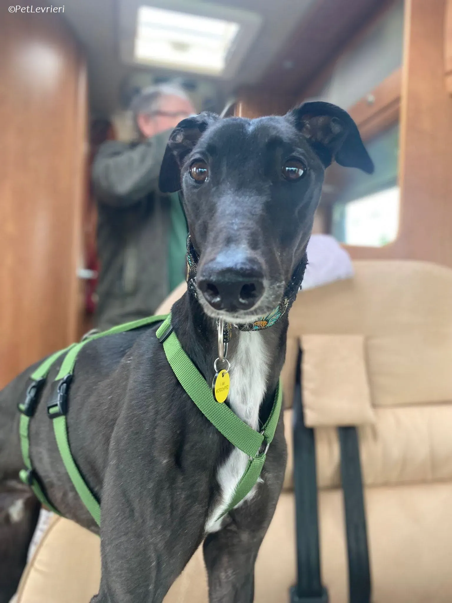 Poe adozione levrieri greyhound 26