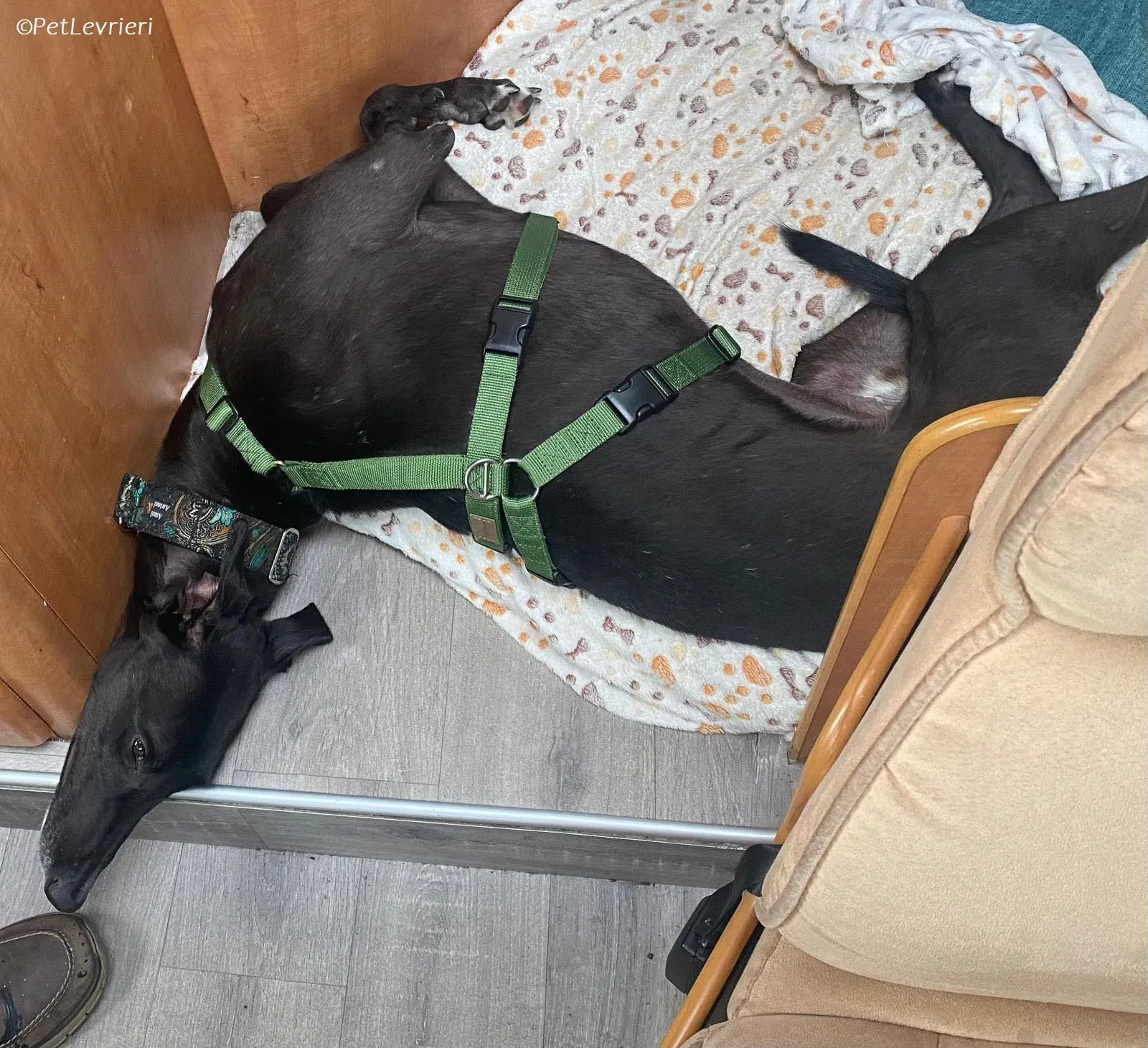 Poe adozione levrieri greyhound 27