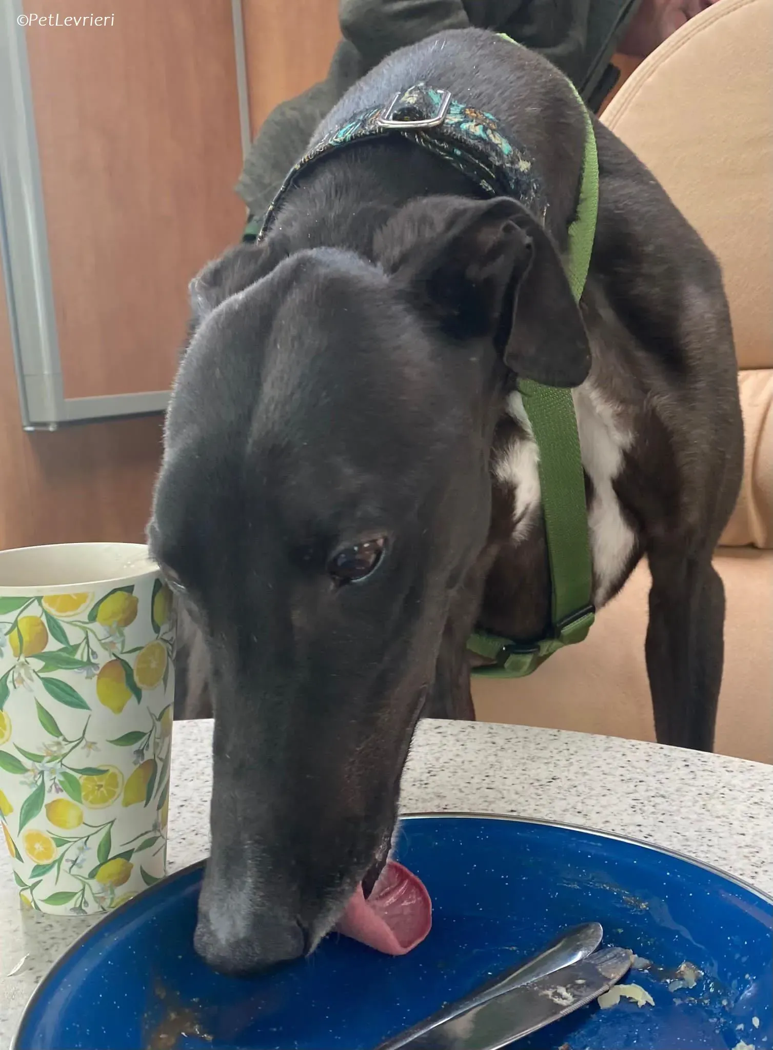 Poe adozione levrieri greyhound 28