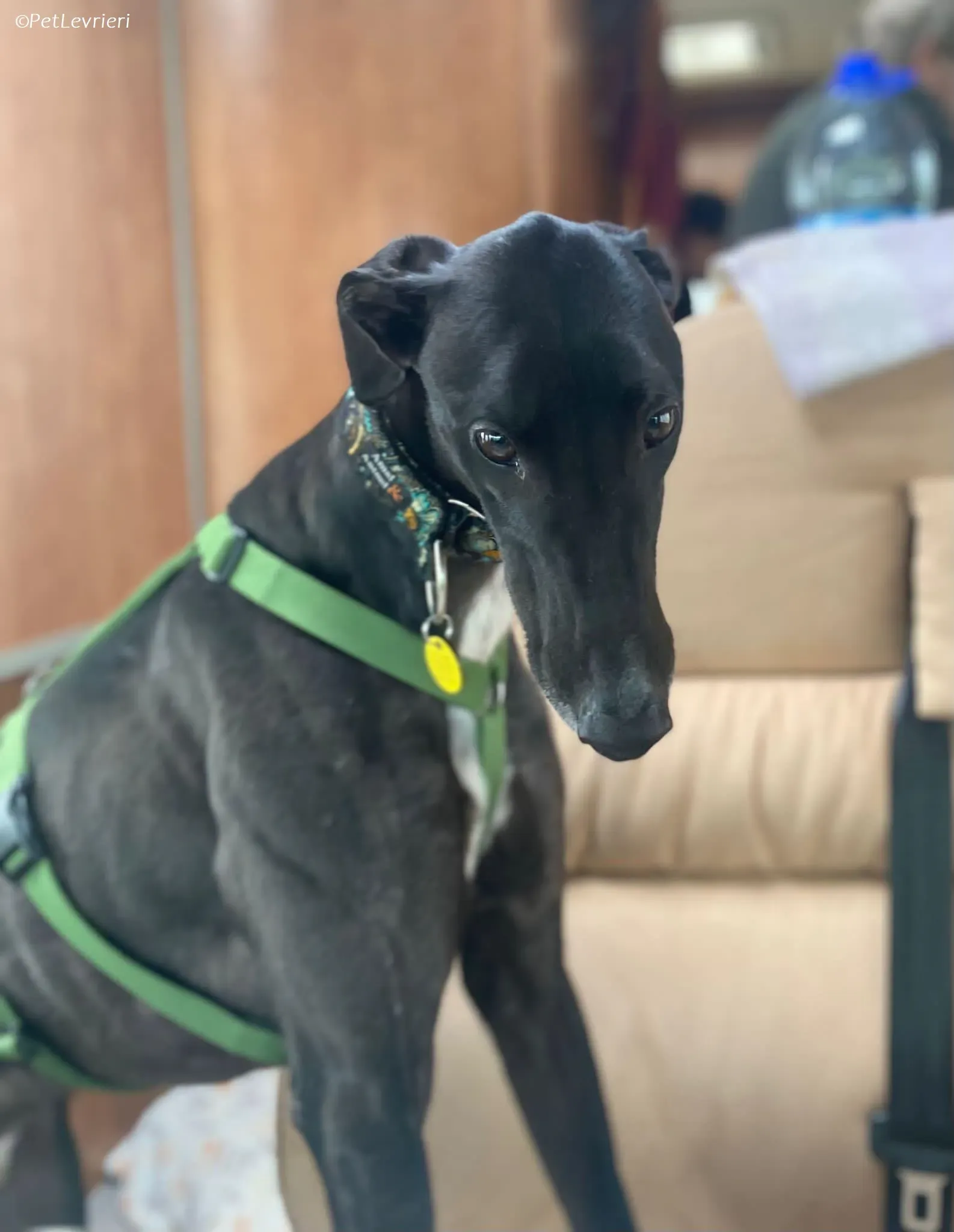 Poe adozione levrieri greyhound 29