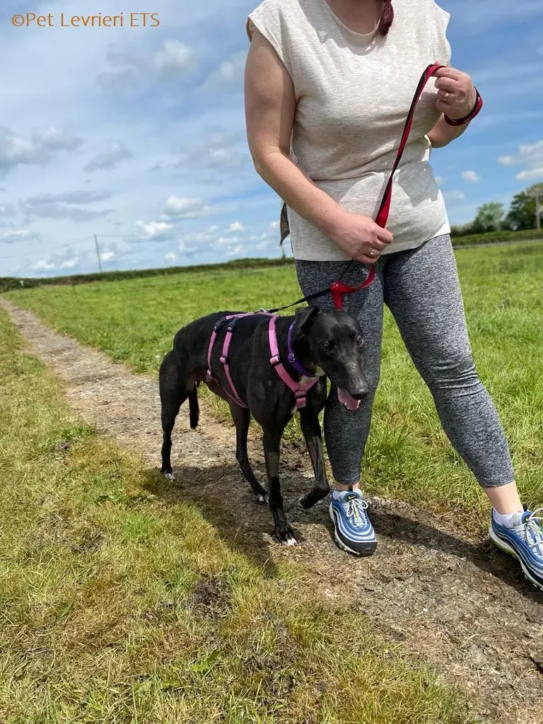 Poe adozione levrieri greyhound 3