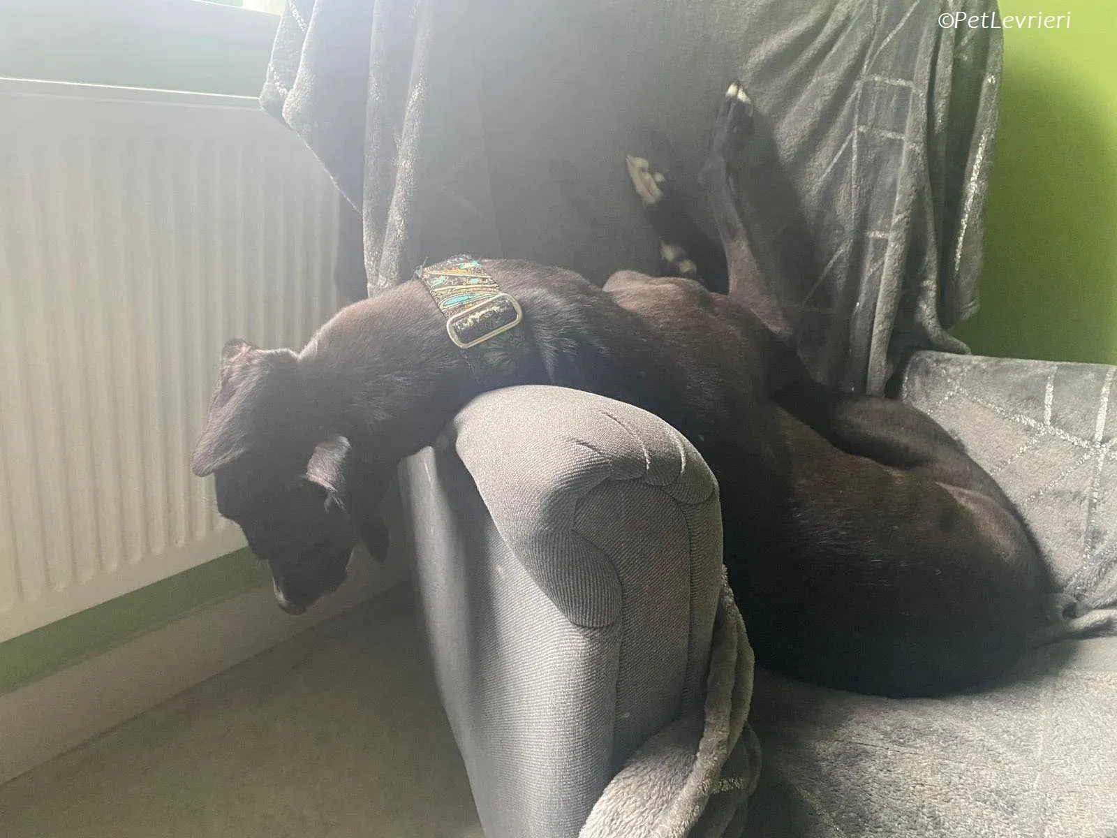 Poe adozione levrieri greyhound 30