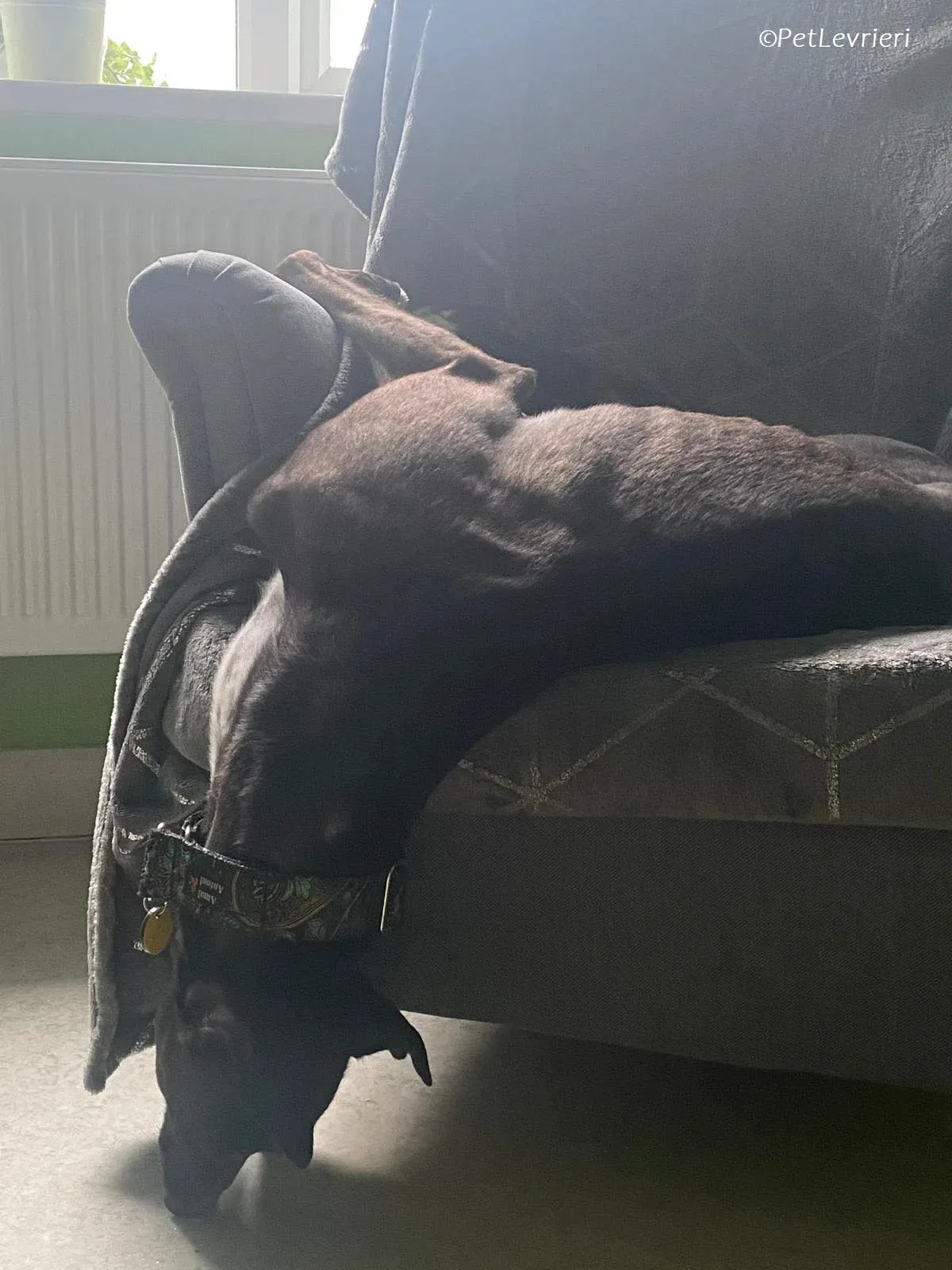 Poe adozione levrieri greyhound 31