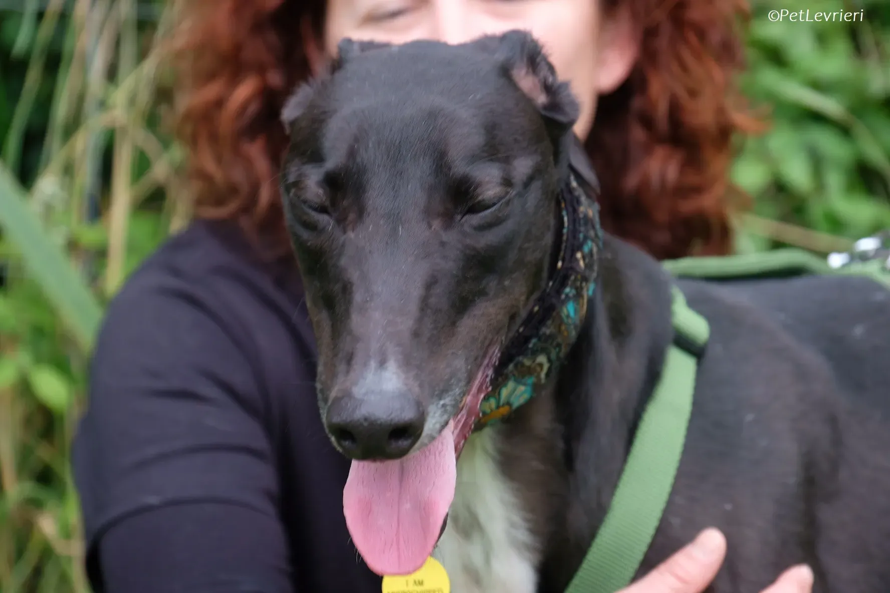 Poe adozione levrieri greyhound 32