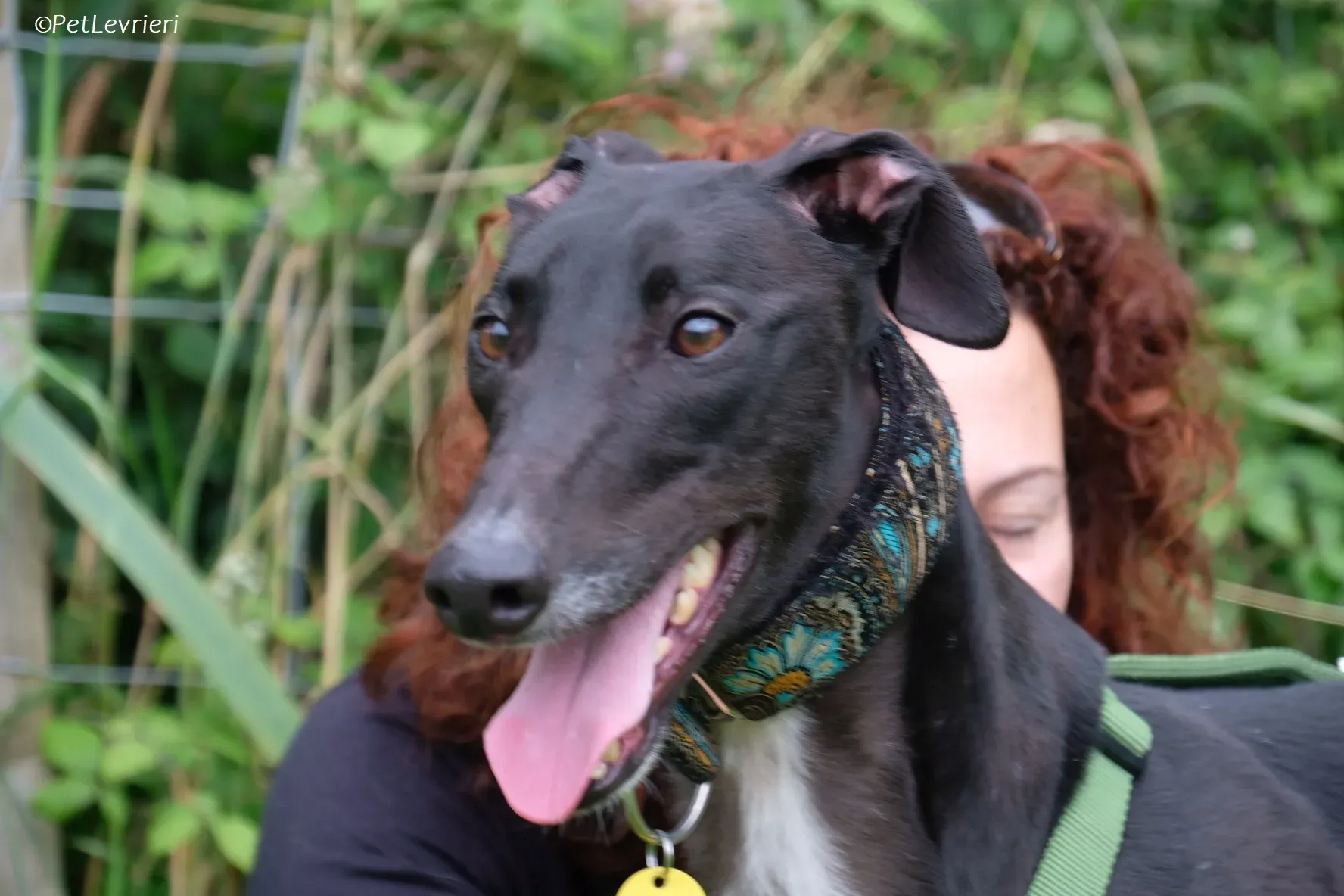 Poe adozione levrieri greyhound 33