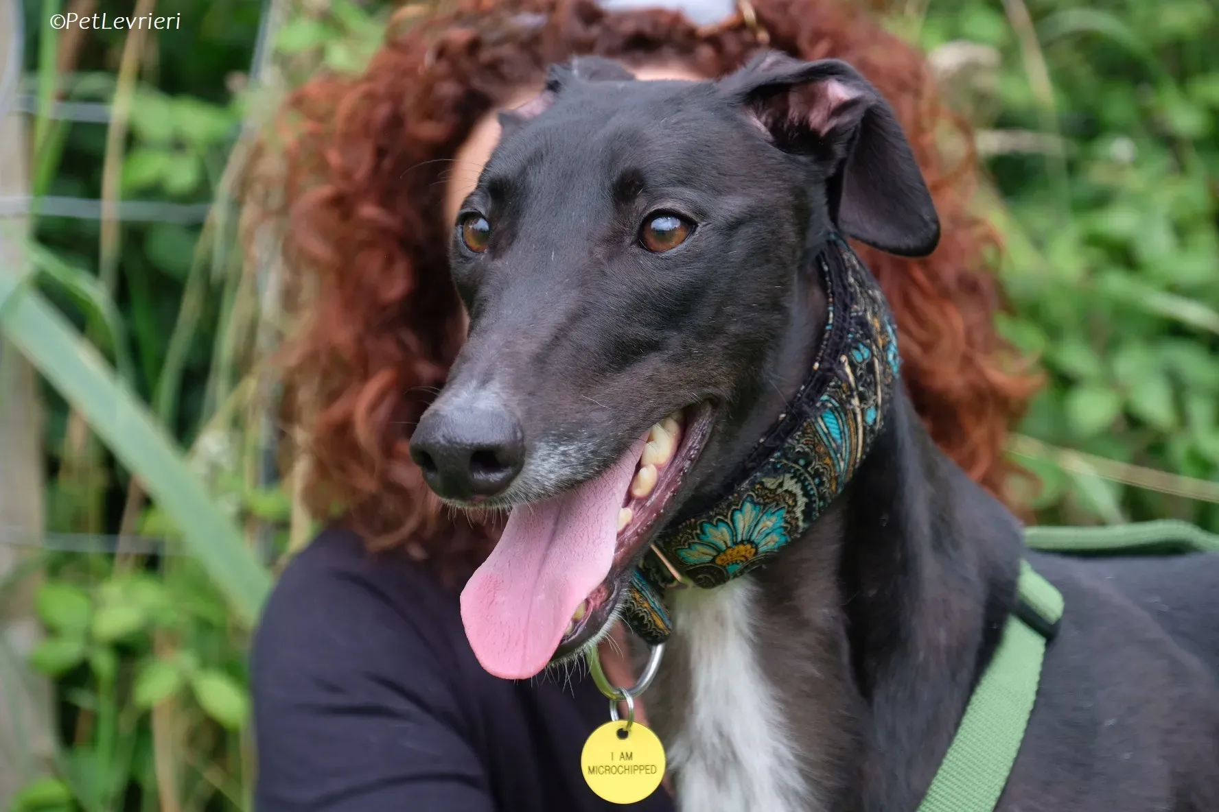 Poe adozione levrieri greyhound 34