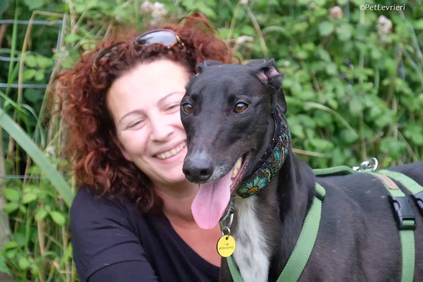 Poe adozione levrieri greyhound 35