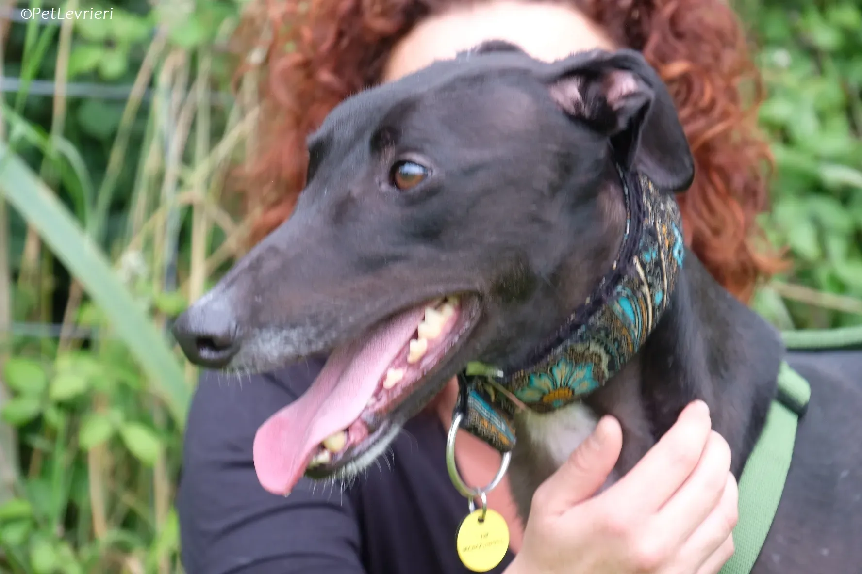 Poe adozione levrieri greyhound 36