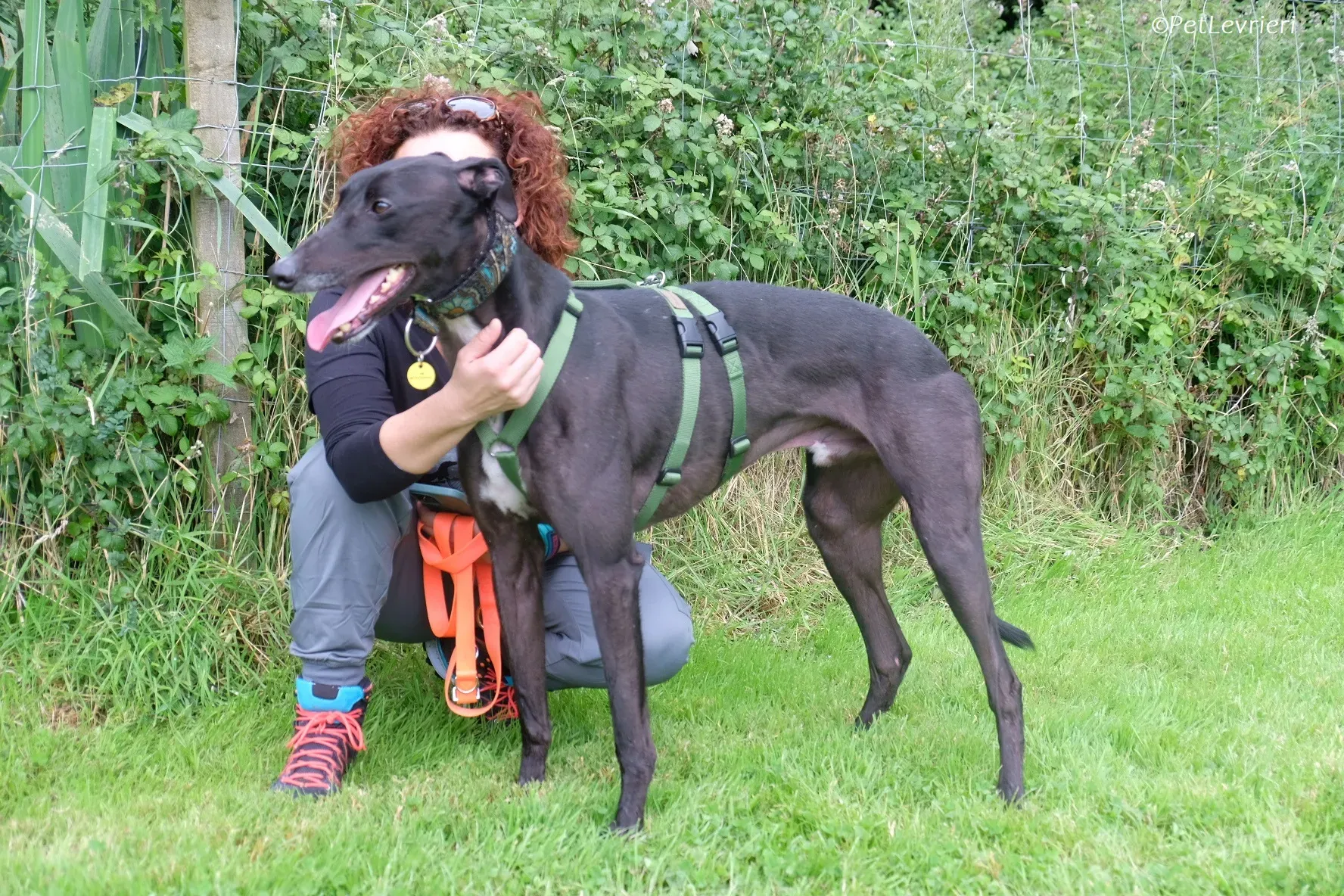 Poe adozione levrieri greyhound 37