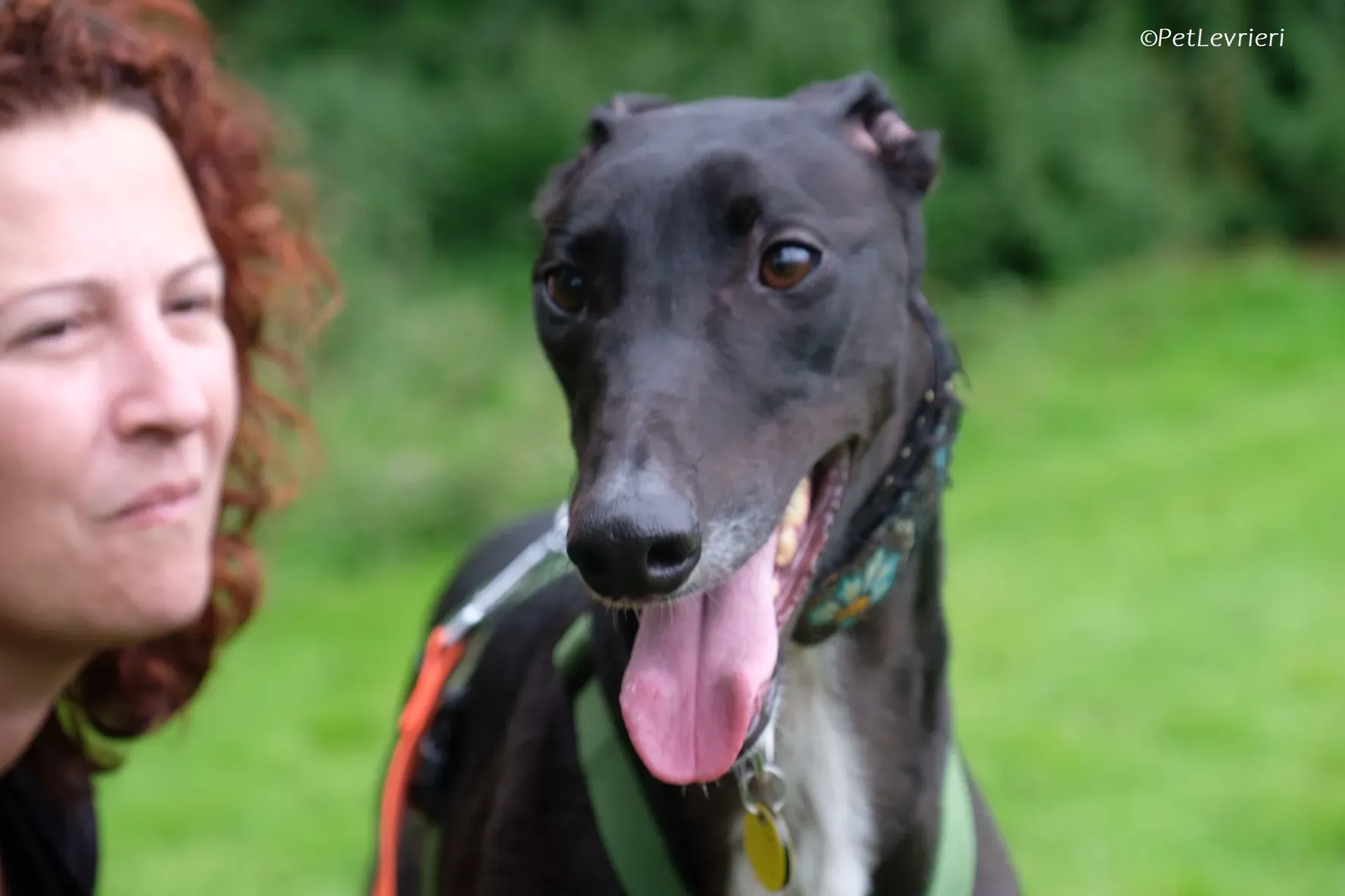 Poe adozione levrieri greyhound 38