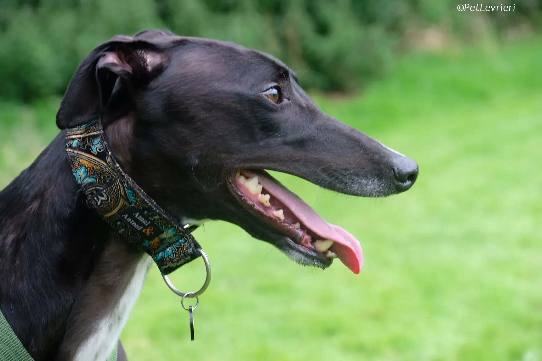 Poe adozione levrieri greyhound 39