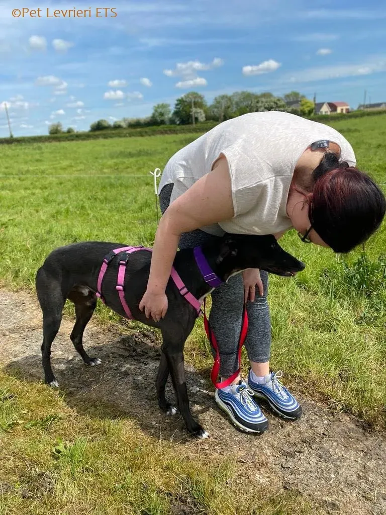 Poe adozione levrieri greyhound 4