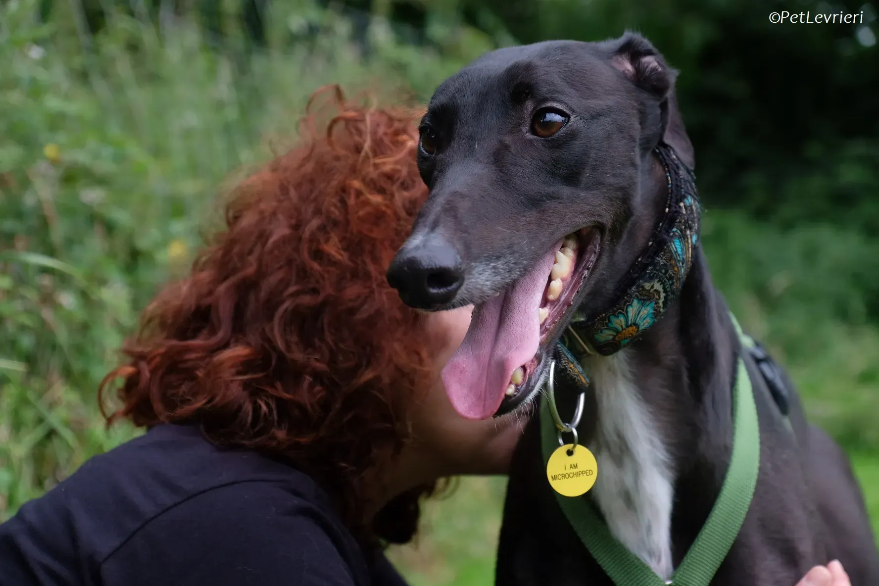 Poe adozione levrieri greyhound 40