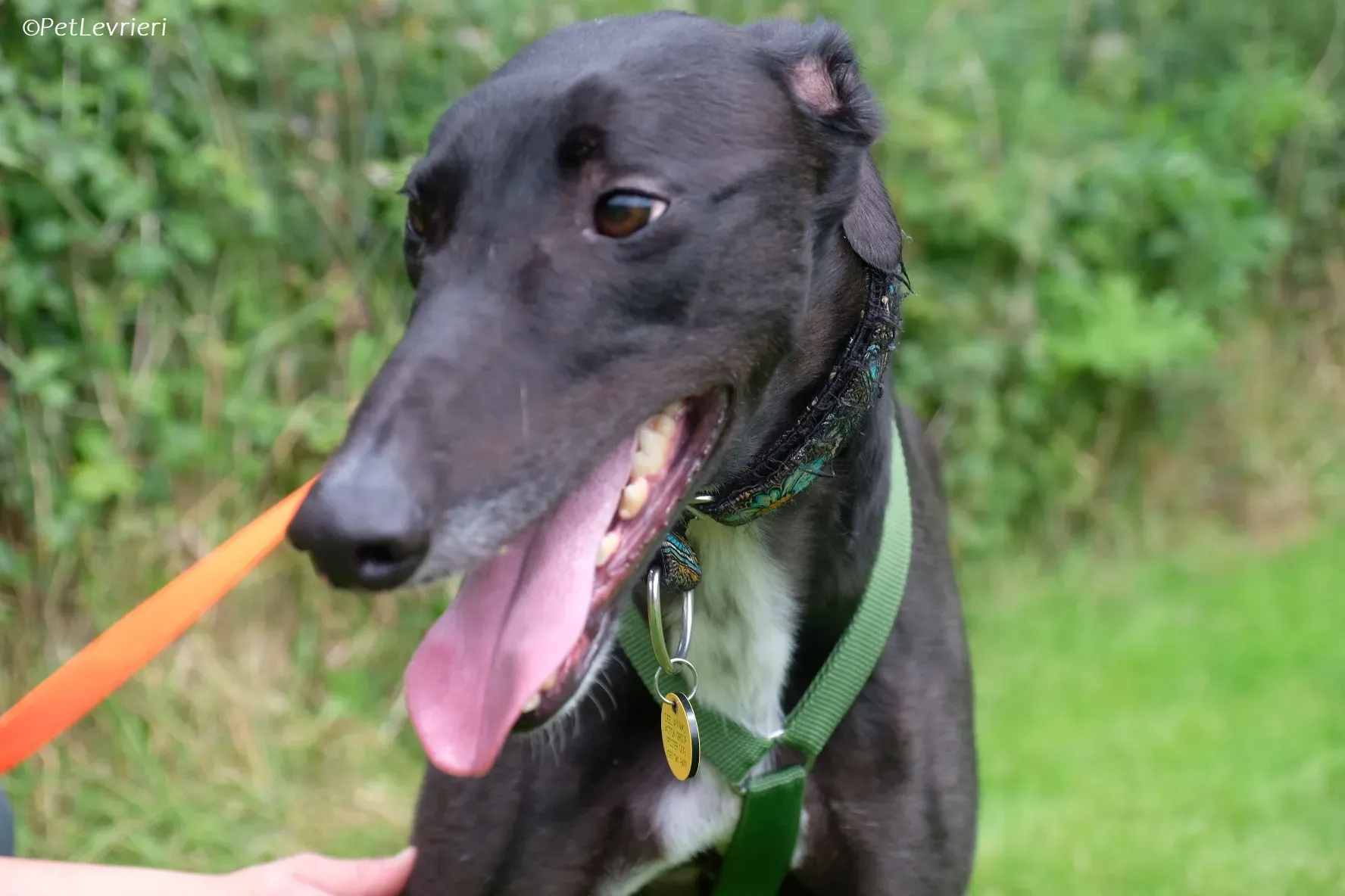 Poe adozione levrieri greyhound 41