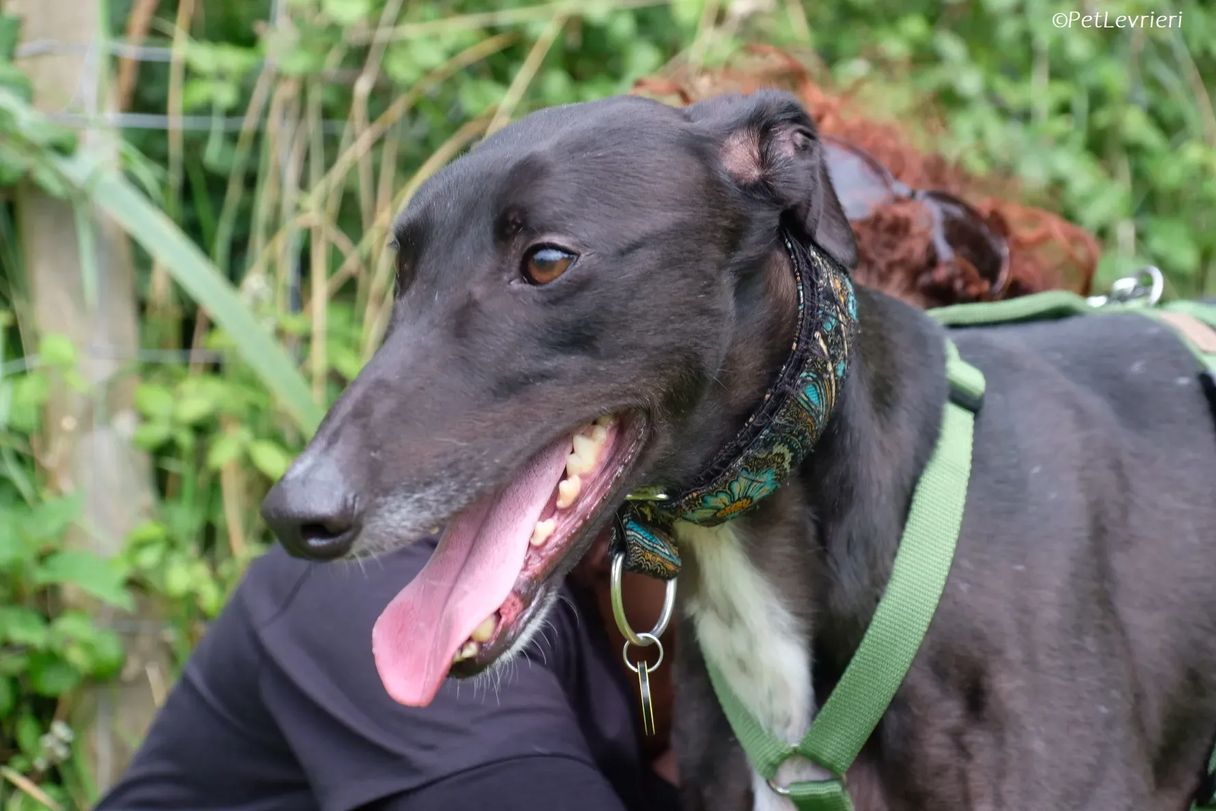 Poe adozione levrieri greyhound 42