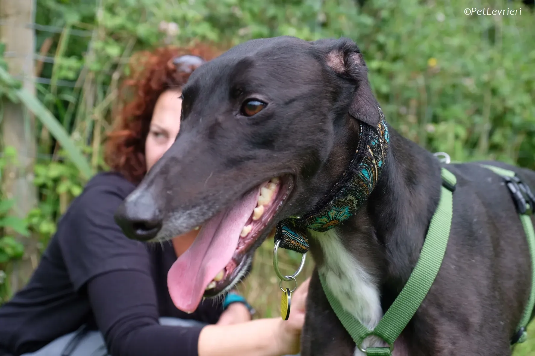 Poe adozione levrieri greyhound 43