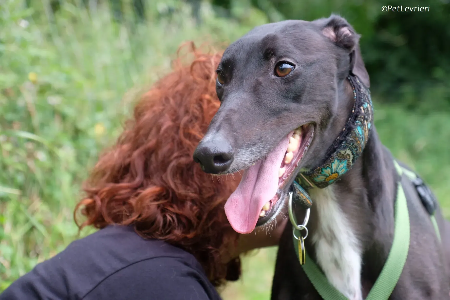 Poe adozione levrieri greyhound 44