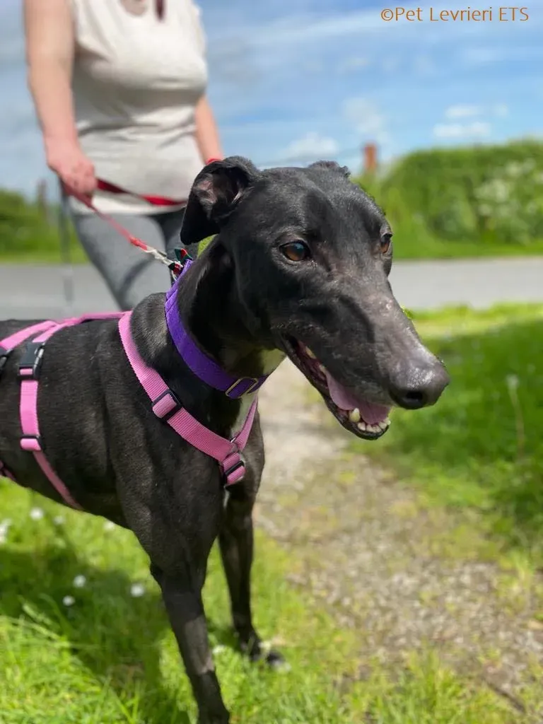 Poe adozione levrieri greyhound 5