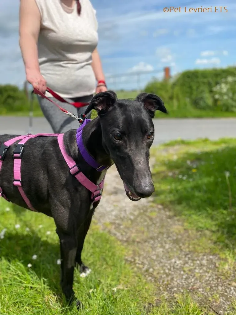 Poe adozione levrieri greyhound 6