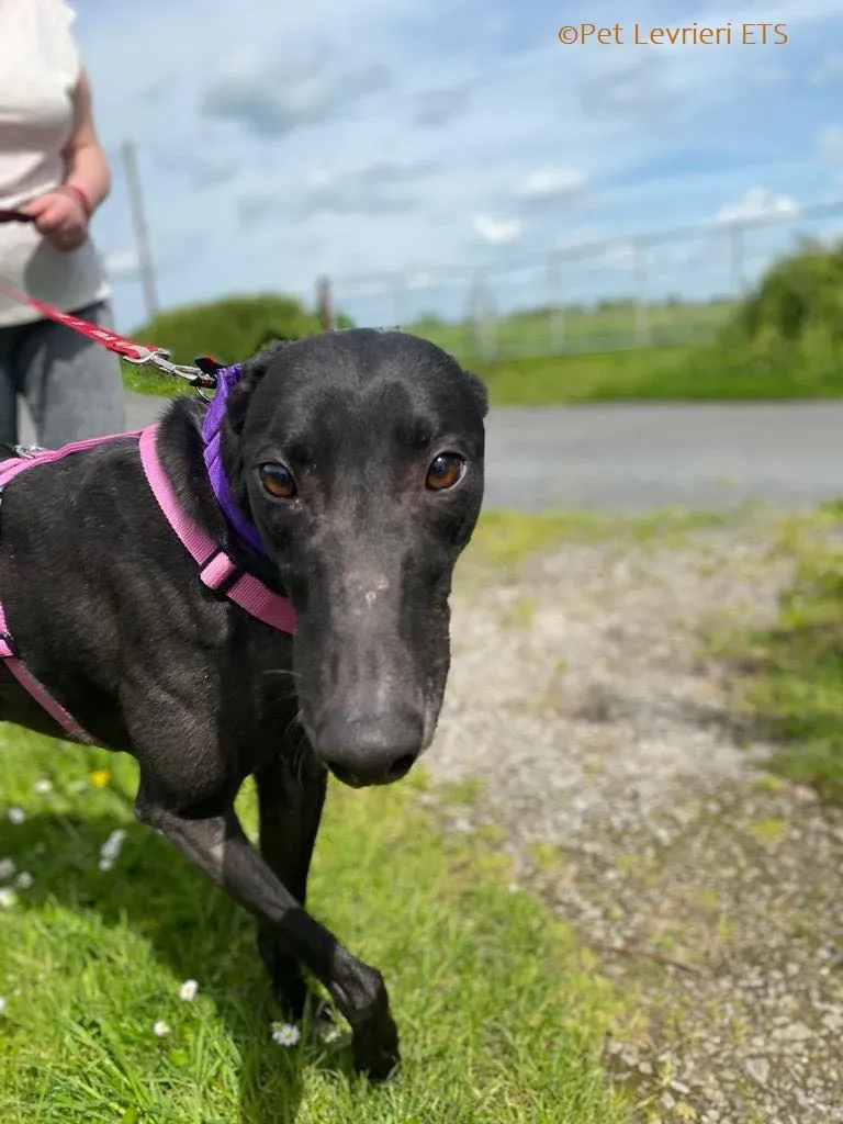 Poe adozione levrieri greyhound 7