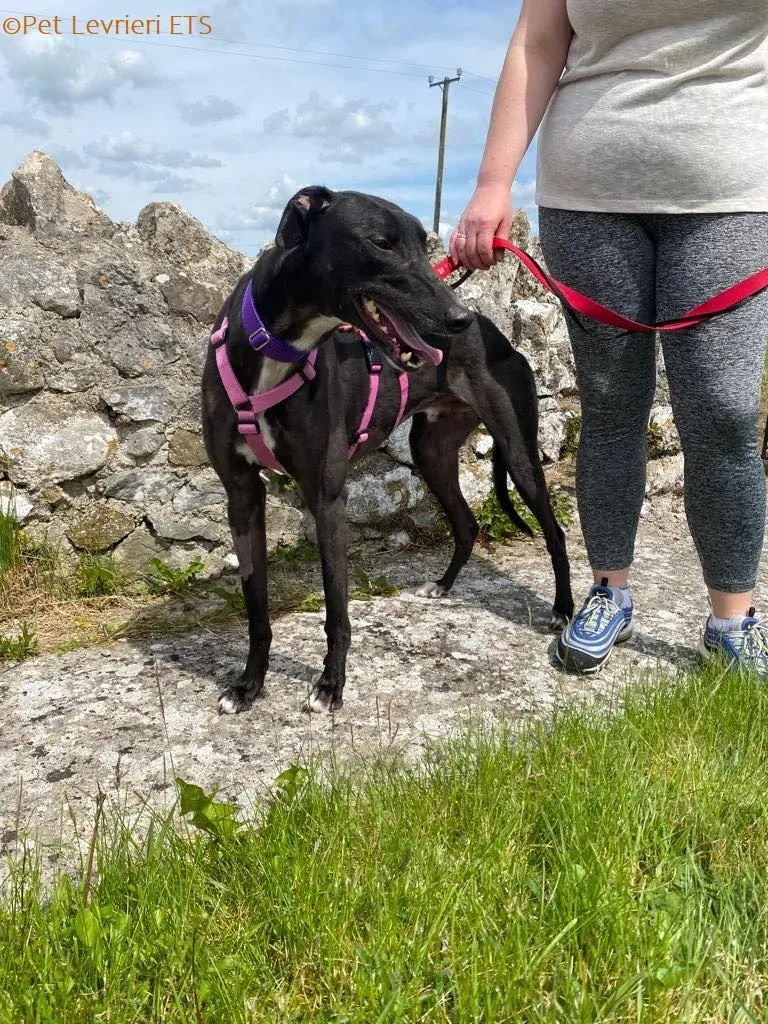 Poe adozione levrieri greyhound 8