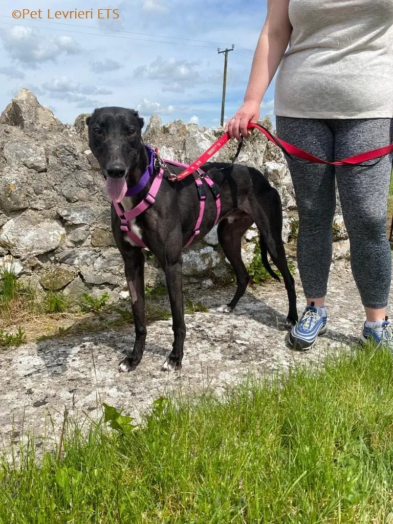 Poe adozione levrieri greyhound 9