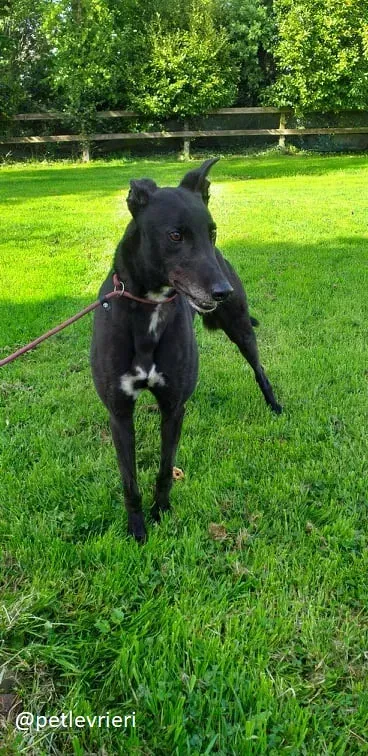 Pogba adozione greyhound 1