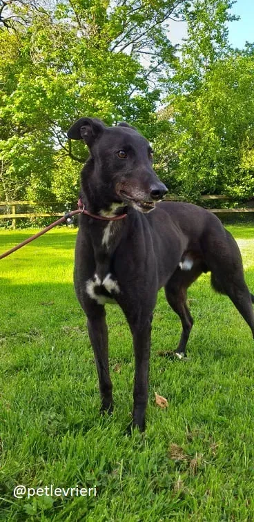 Pogba adozione greyhound