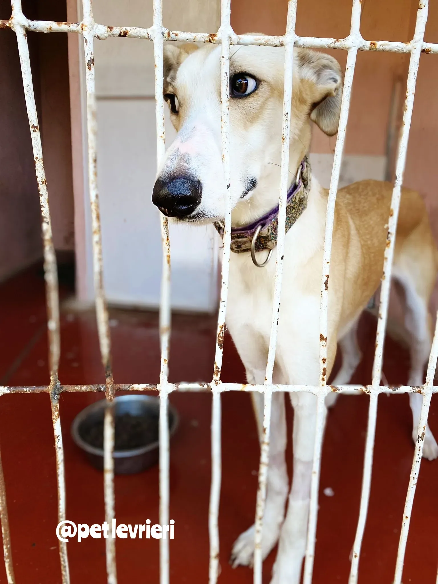 Polish 20220125 140754965