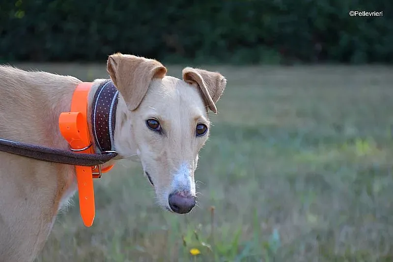 Polvorera adozione levrieri galgo 01
