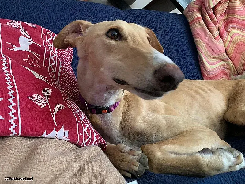 Polvorera adozione levrieri galgo 01 1