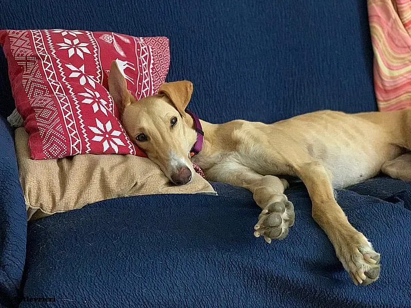 Polvorera adozione levrieri galgo 02